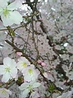 Cerisier du Japon, en fleurs (Lyon, 2019-03) (6)